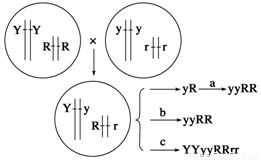 生物技術在現代育種中的應用 以大豆矮桿抗病新品種培育為例