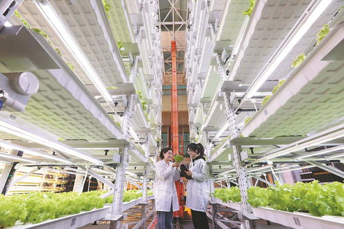 植物工廠 出口旺